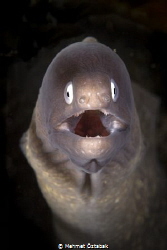 Moray / Anilao- Philippines by Mehmet Öztabak 